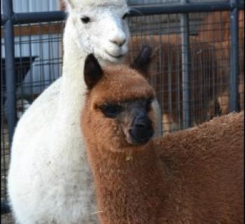 Alpacas at Tag Along Alpacas, LLC Photo