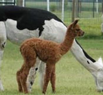 Alpacas Photo
